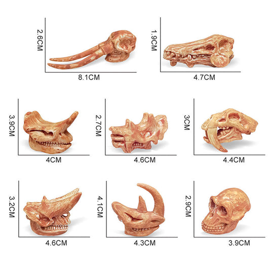 Prehistory/Ice Age Mammal skulls (Small/Medium) 8pc