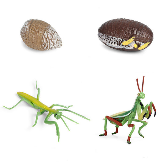 Praying Mantis Growth Cycle Model (4pc)