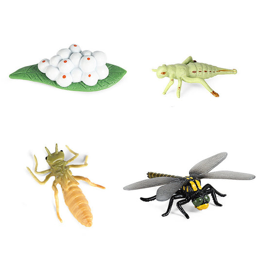 Dragonfly Growth Cycle Model Figures