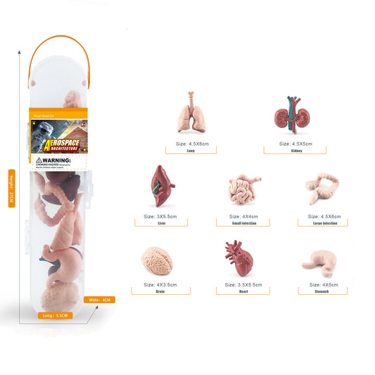 Science educational toy organ figures